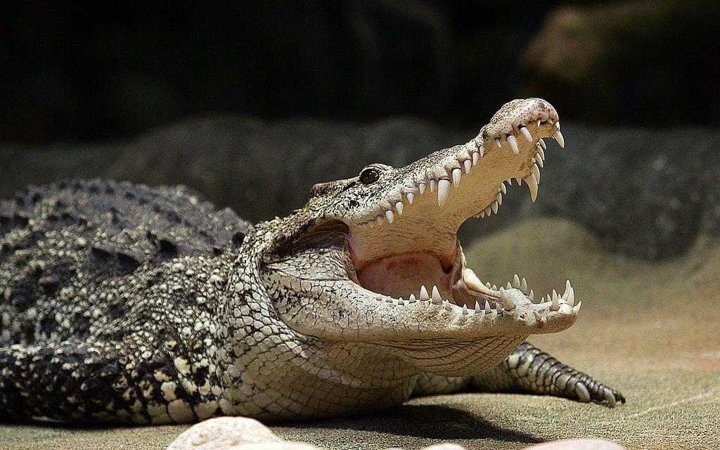 9. Krokodilen. Odjuret som tagit över tronen som Afrikas farligaste djur. Beräknas döda 1000 personer varje år. Bild: TT