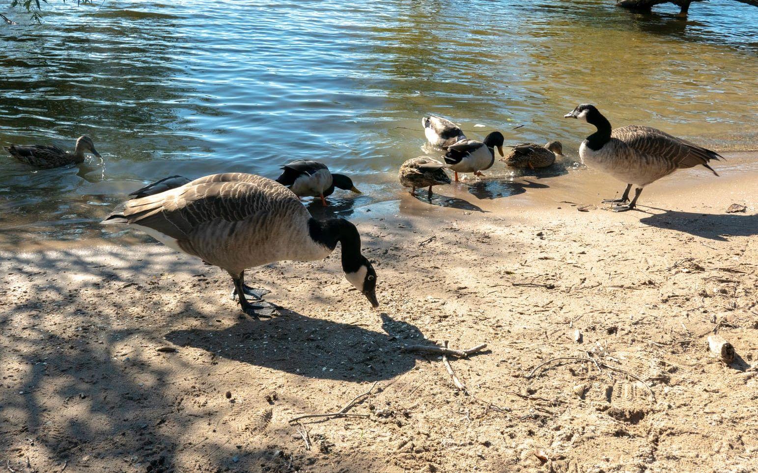 Kanadagäss, en fågel som kommunerna inte vill ha på sina badplatser. Arkivbild. 