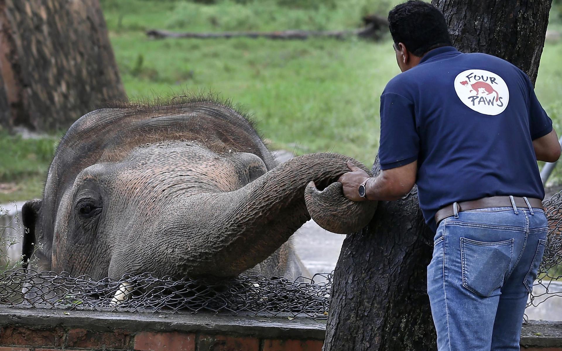 Världens ensammaste elefant Kaavan, förlorade sin partner 2012, sedan dess har han varit helt ensam. Det gjorde honom väldigt olycklig.