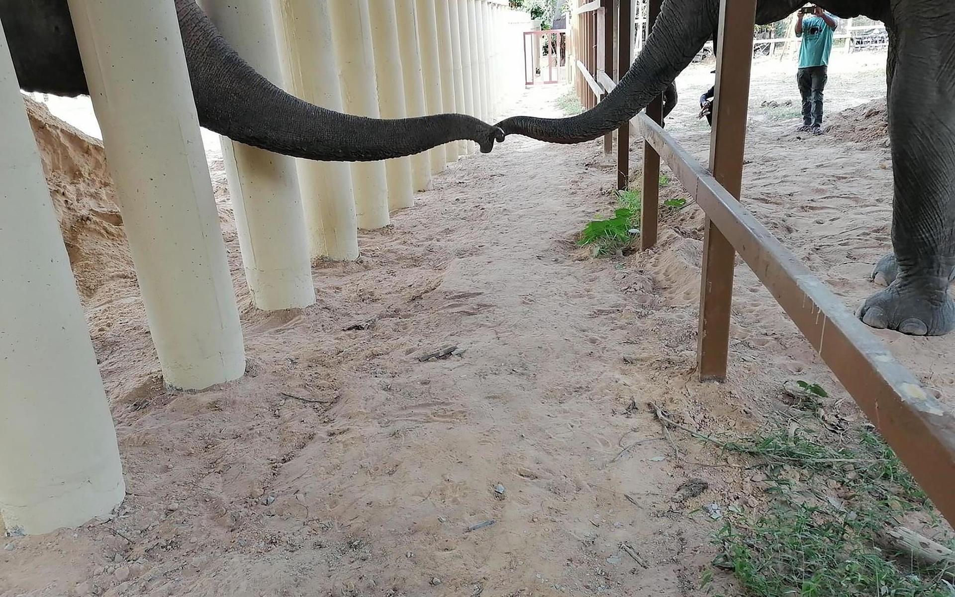Efter att ha levt ensam i åtta år fick han äntligen möta en annan elefant igen.