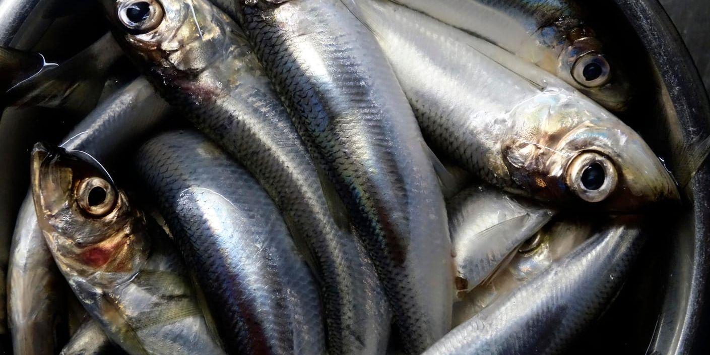 Strömming från Östersjön och Bottniska viken är en av flera feta fisksorter som kan innehålla höga halter av miljögifterna PCB och Dioxin. Arkivbild.