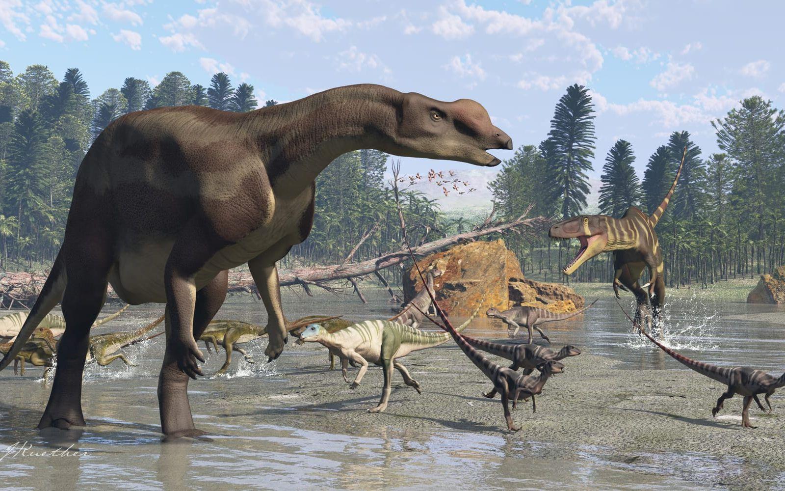 Forskare misstänker att muttaburrasaurus klump på näsan gav den ett exceptionellt bra luktsinne. Pressbild. 