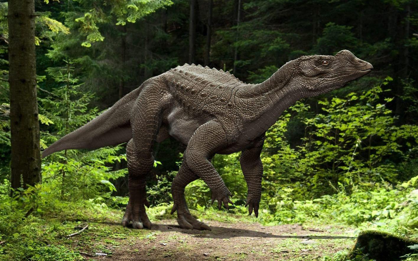 Analyser av skallen tyder på att muttaburrasaurus gick på två ben. Pressbild. 