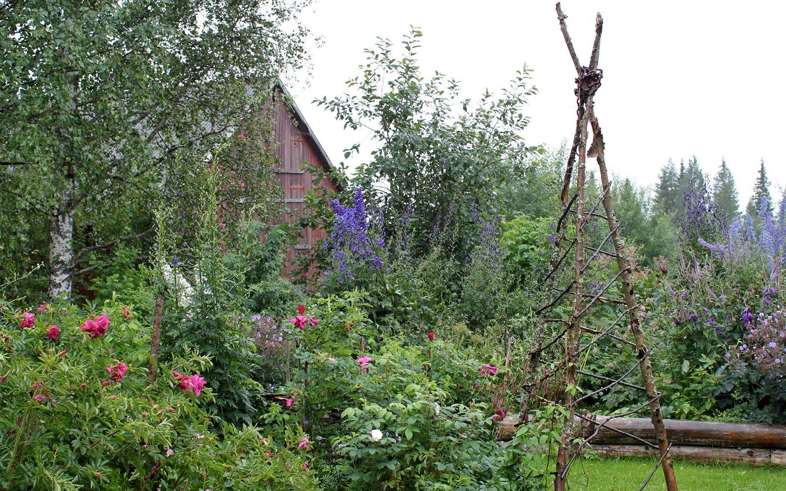 Hemma hos Mariana Mattsson i Norrbyberg i Lappland är växtligheten enorm i augusti månad. Foto: Gunnel Carlson