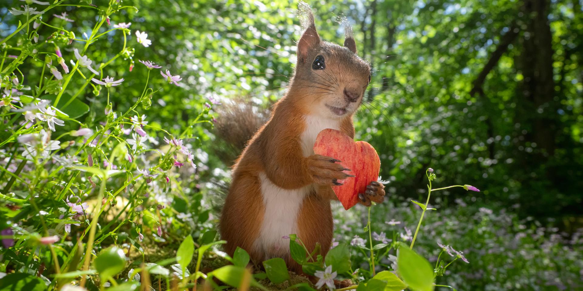 På Instagramkontot squirrels_by_fotoscenen lägger Johnny Kääpä ut foton på ekorrar. Hittills har han publicerat 1 361 inlägg.