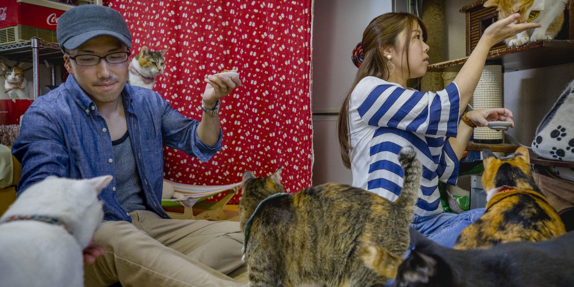 Gäster på kattkaféet Asakusa Nekoen.
