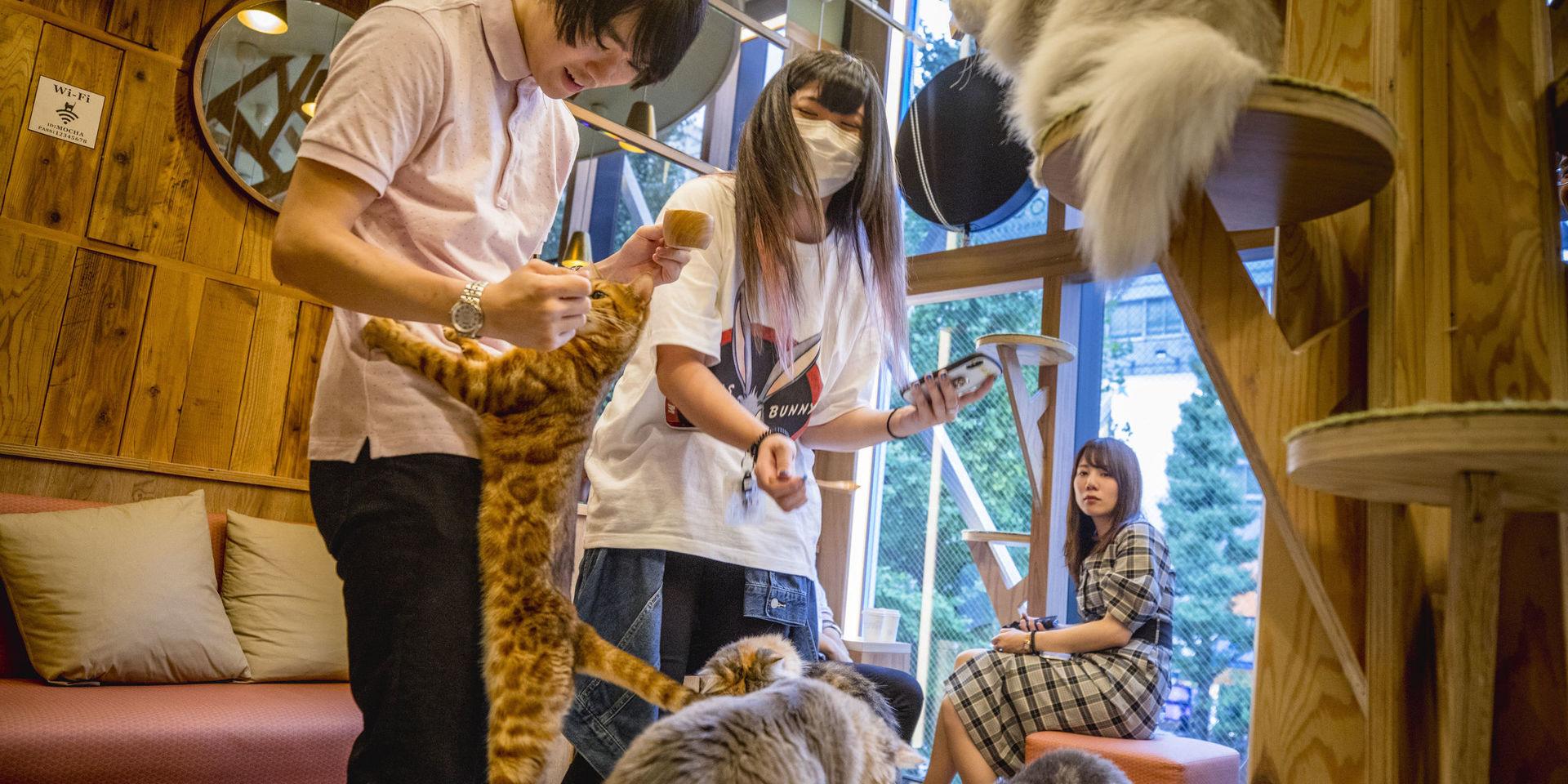 Kattkaféet Mocha. Ett sätt att koppla av för stressade invånare i mångmiljonstaden Tokyo är att ta en kaffe omgiven av katter.