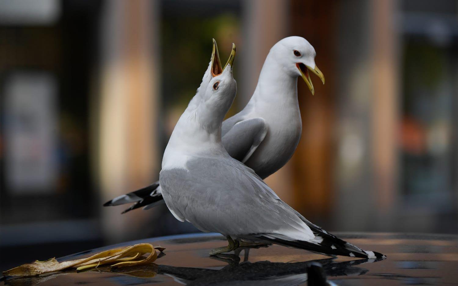Fiskmåsarna på sjukhusets tak riskerar att orsaka ett helikopterhaveri. Arkivbild.