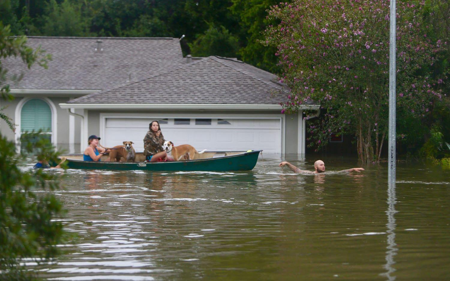 En familj i Meyerland, Houston flyr det stigande vattnet. Bild: Mark Mulligan/Houston Chronicle via AP/TT