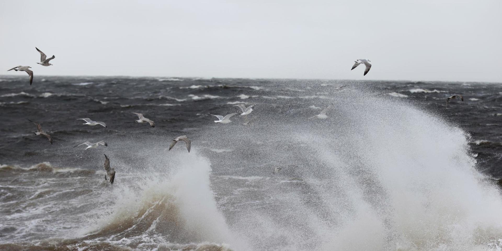 En storm i Finland orsakar hårda vindbyar i Sverige, men under torsdagseftermiddagen väntas det blåsa mindre. Arkivbild.