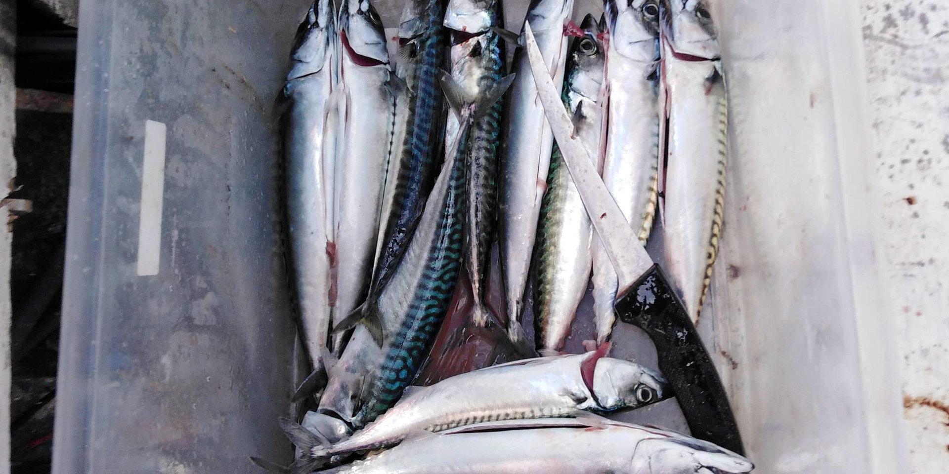 Årets första vårmakrillar såldes under tisdagsmorgonen på Göteborgs fiskauktion. Kilopriset stannade vid 192 kronor kilot. 