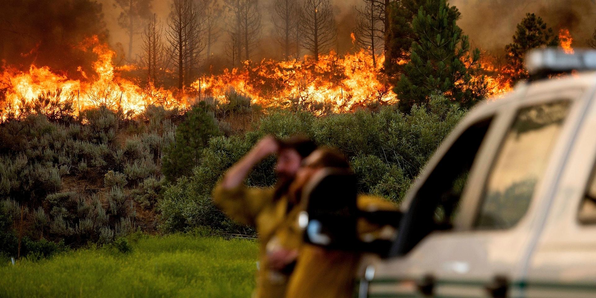 Brandmännen Chris Voelker och Kyle Jacobson övervakar den våldsamma branden vid Plumas National Forest i Kalifornien. Biden togs den 9 juli och fortfarande pågår bränderna och sprids.