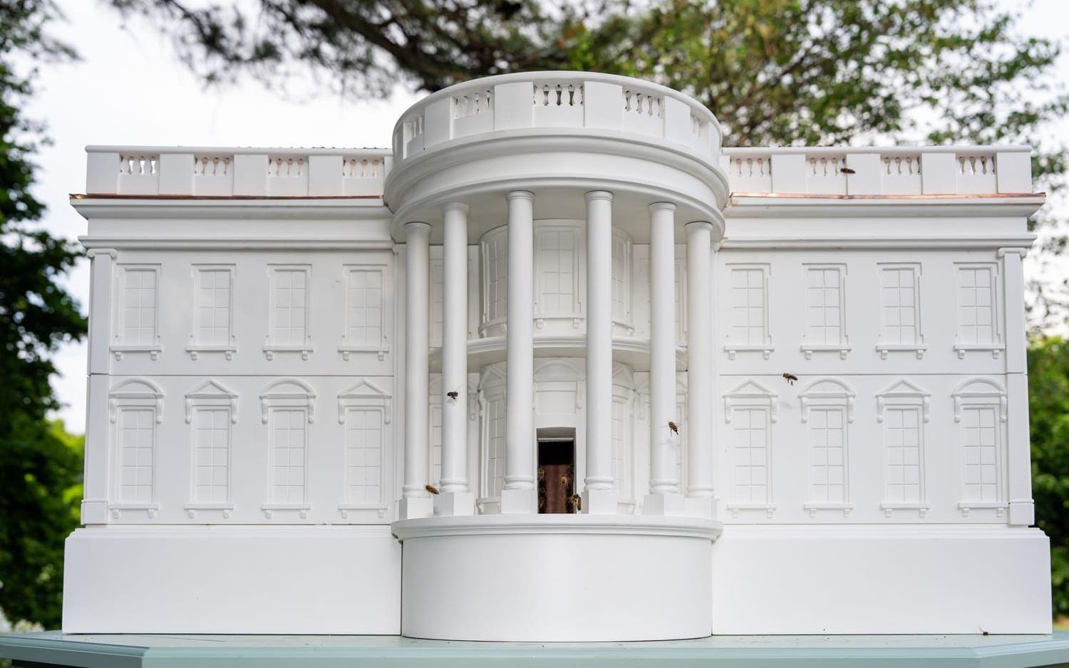 Bin på väg in i en ny bikupa i Vita husets trädgård. Biodlarprogrammet i presidentbostaden startade 2009 och producerar över 90 kilo honung om året.