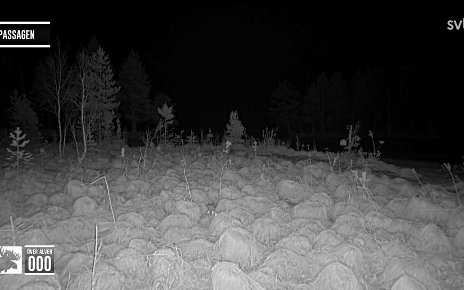 Det knakar, brakar och låter i skogen även när det är mörkt. Är man lika harig som GP:s tv-krönikör kan det vara lite läskigt att följa ”Den stora älgvandringen” på natten. 