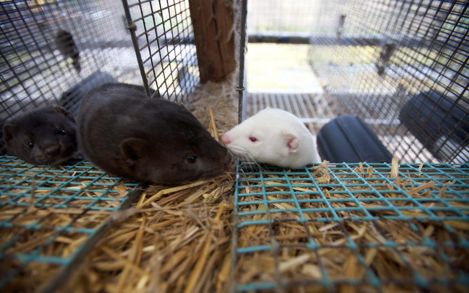 Pälsdjursuppfödning, som här i Norge, blir förbjudet i Sverige nästa år.