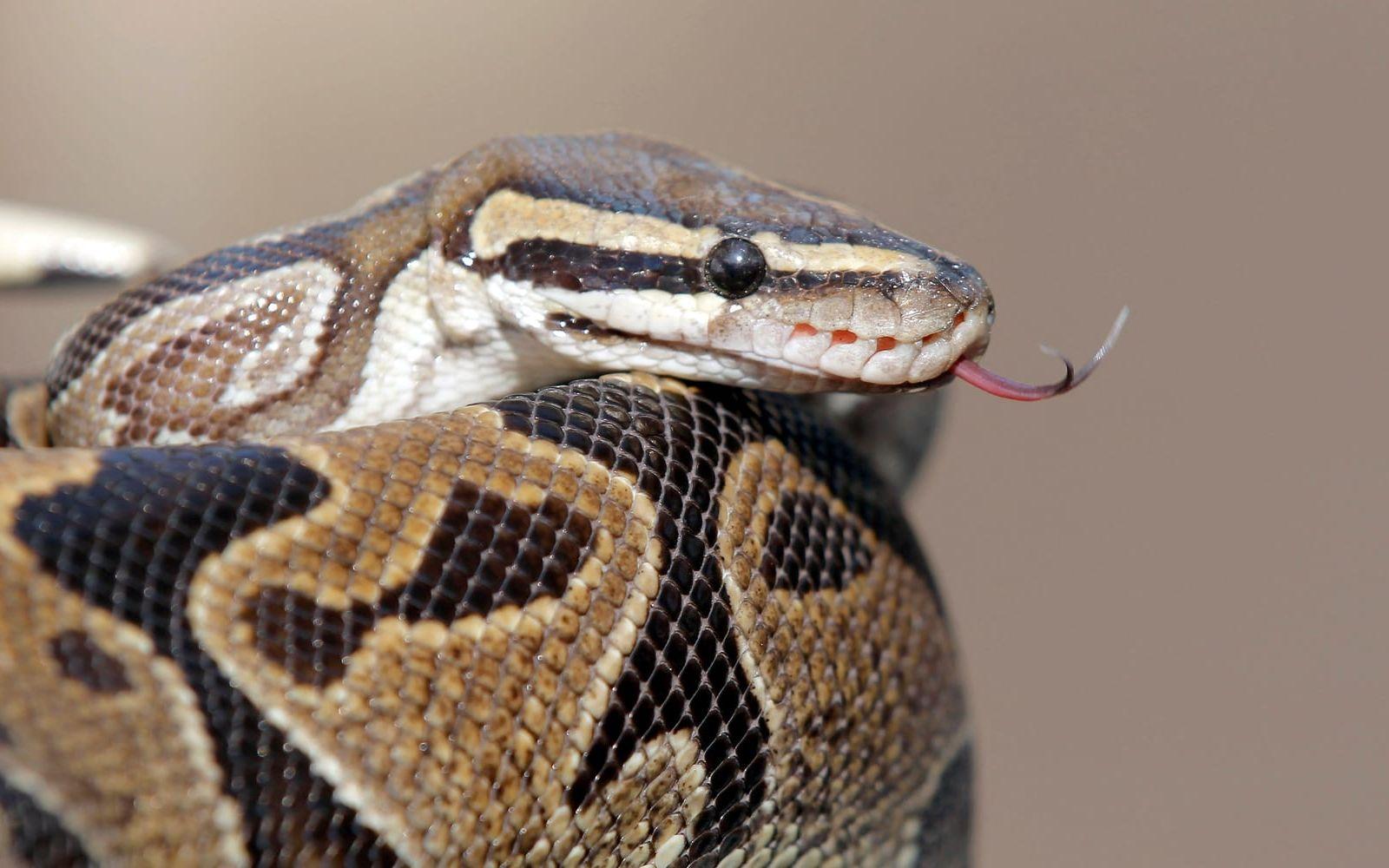 En annan pytonorm än de som såldes i Skåne. Arkivbild.