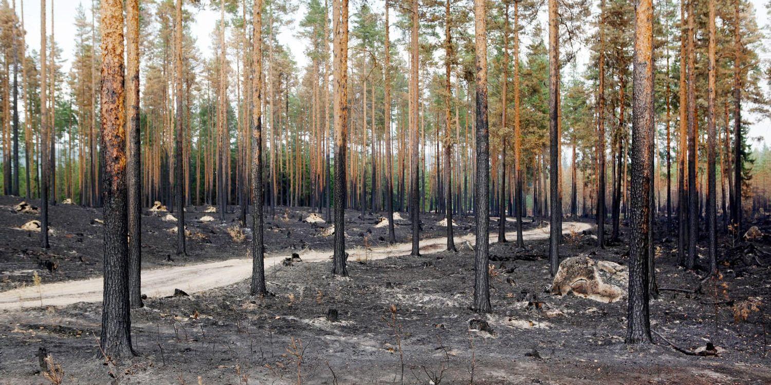 Bränd skog efter skogsbrand i Ljusdals kommun, i närheten av Ängra och Huskölen. Arkivbild.
