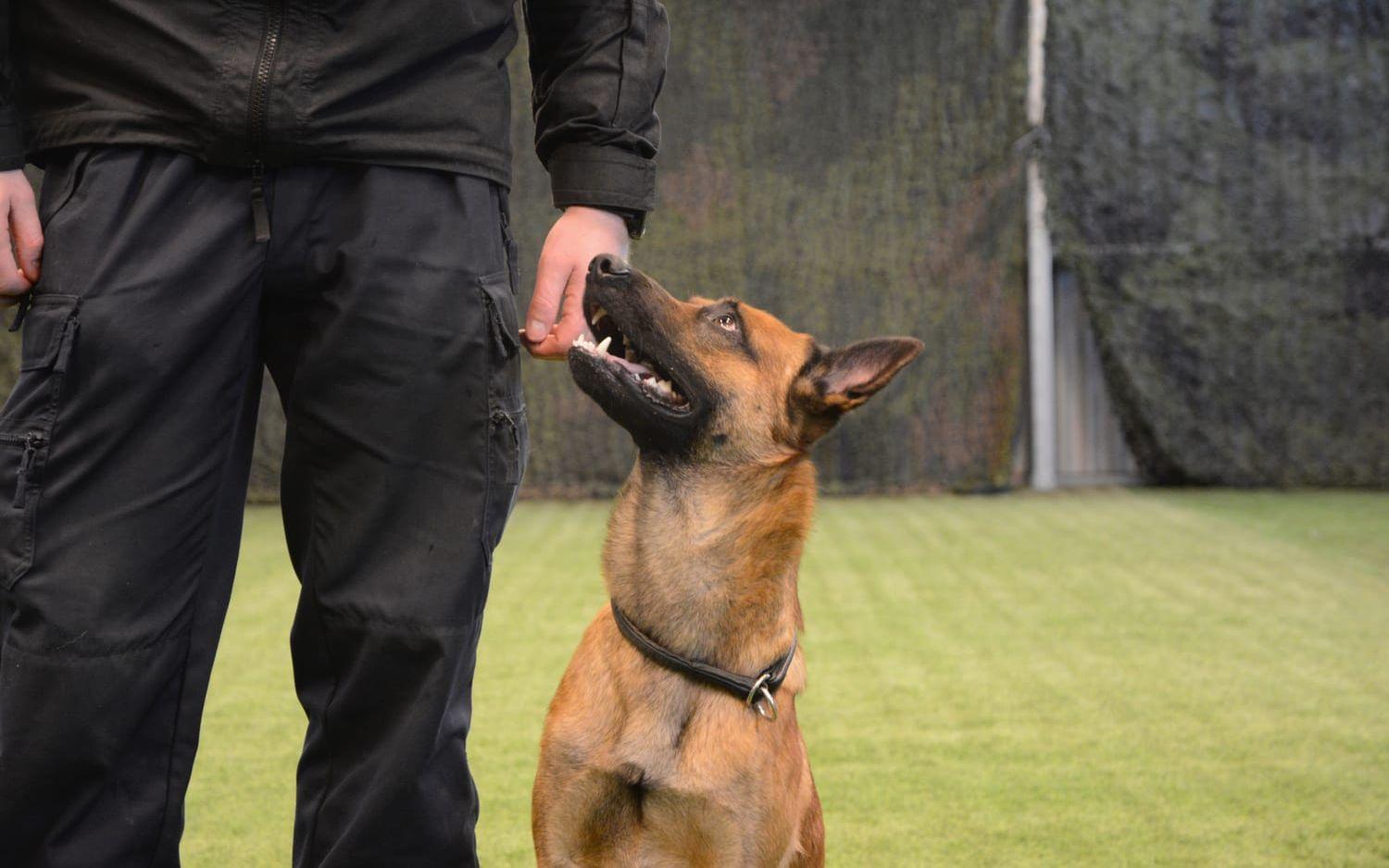 Belgiska vallhunden Håkan kommunicerar med sin hundförare Johan. Bild: Karina Hansson