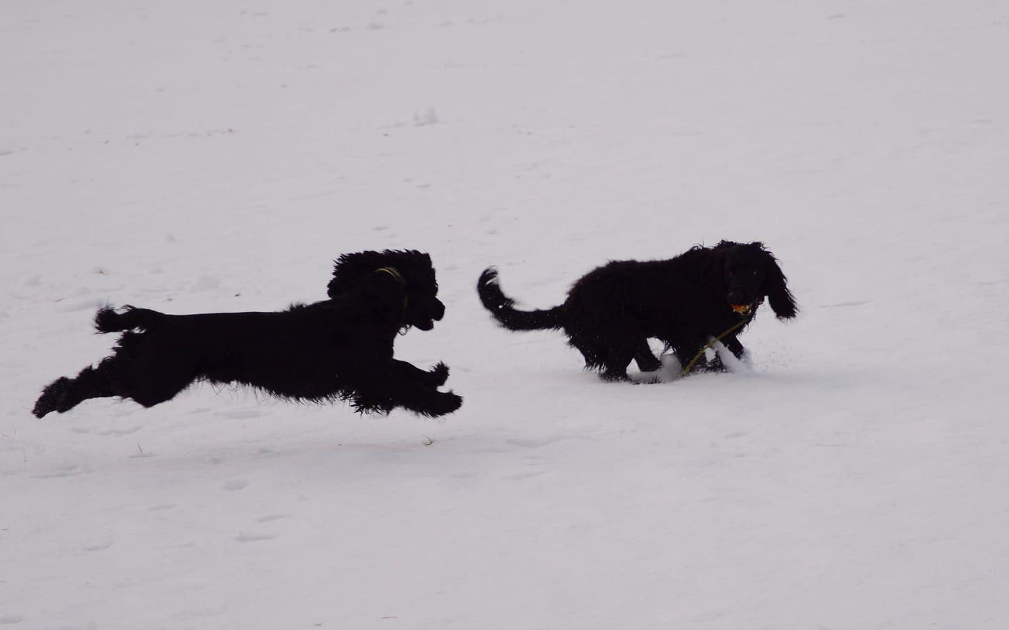Freddy och Wirre slappnar av med lek i snön. Bild: Karina Hansson