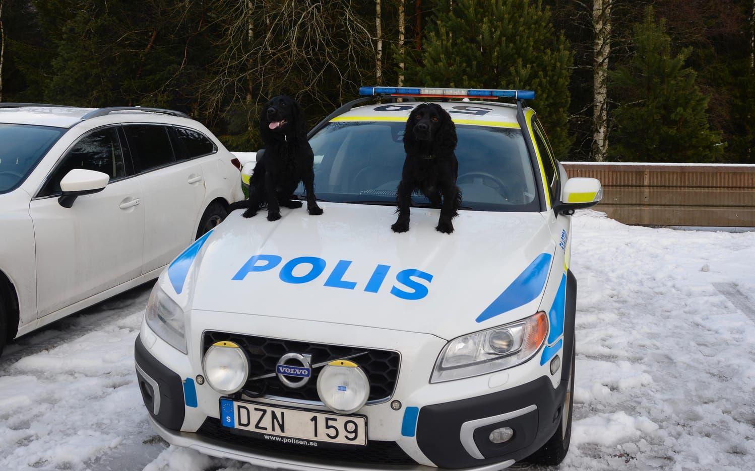 I polisens tjänst. Freddy och Wirre har nosen som arbetsredskap. Bild: Karina Hansson