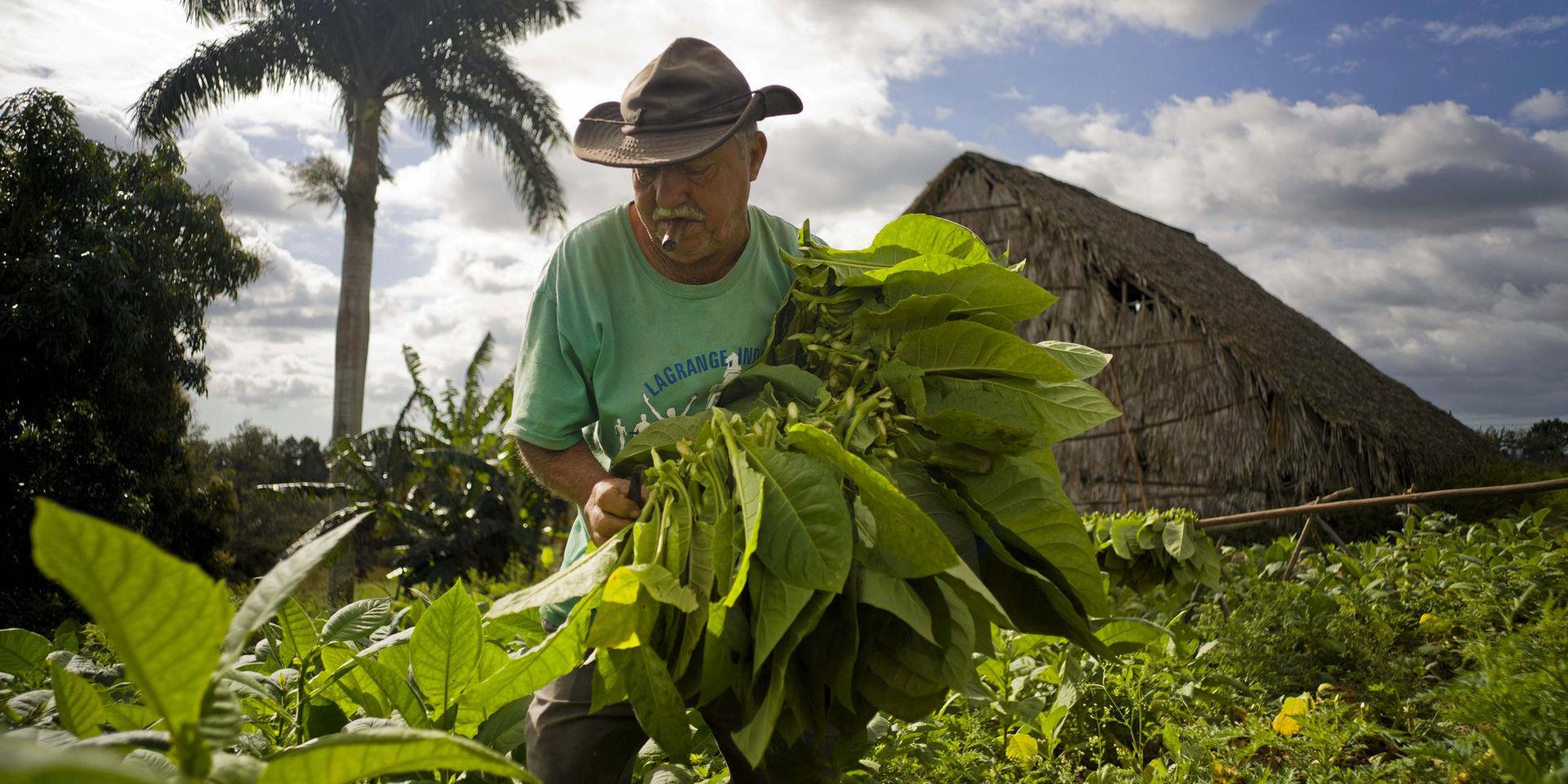 Raul Valdes Villasusa, 76, röker en cigarr och skördar tobaksblad på sin gård i Vinales i Pinar del Rio-provinsen på Kuba.