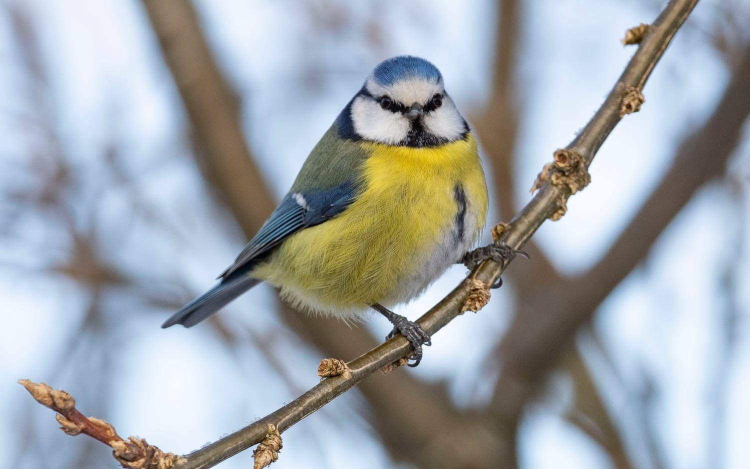 Blåmessjuka drabbar främst blåmesar. Arkivbild.