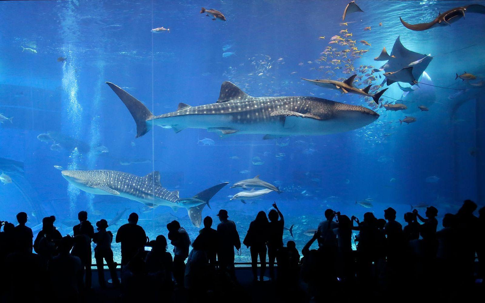 Valhajar. Arkivbild.