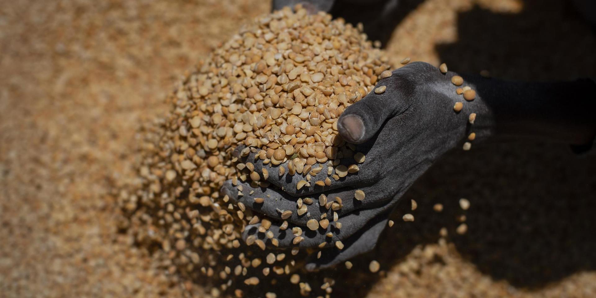 FN har larmat om att hundratusentals människor lider av hungersnöd i det konflikthärjade Tigray i Etiopien.