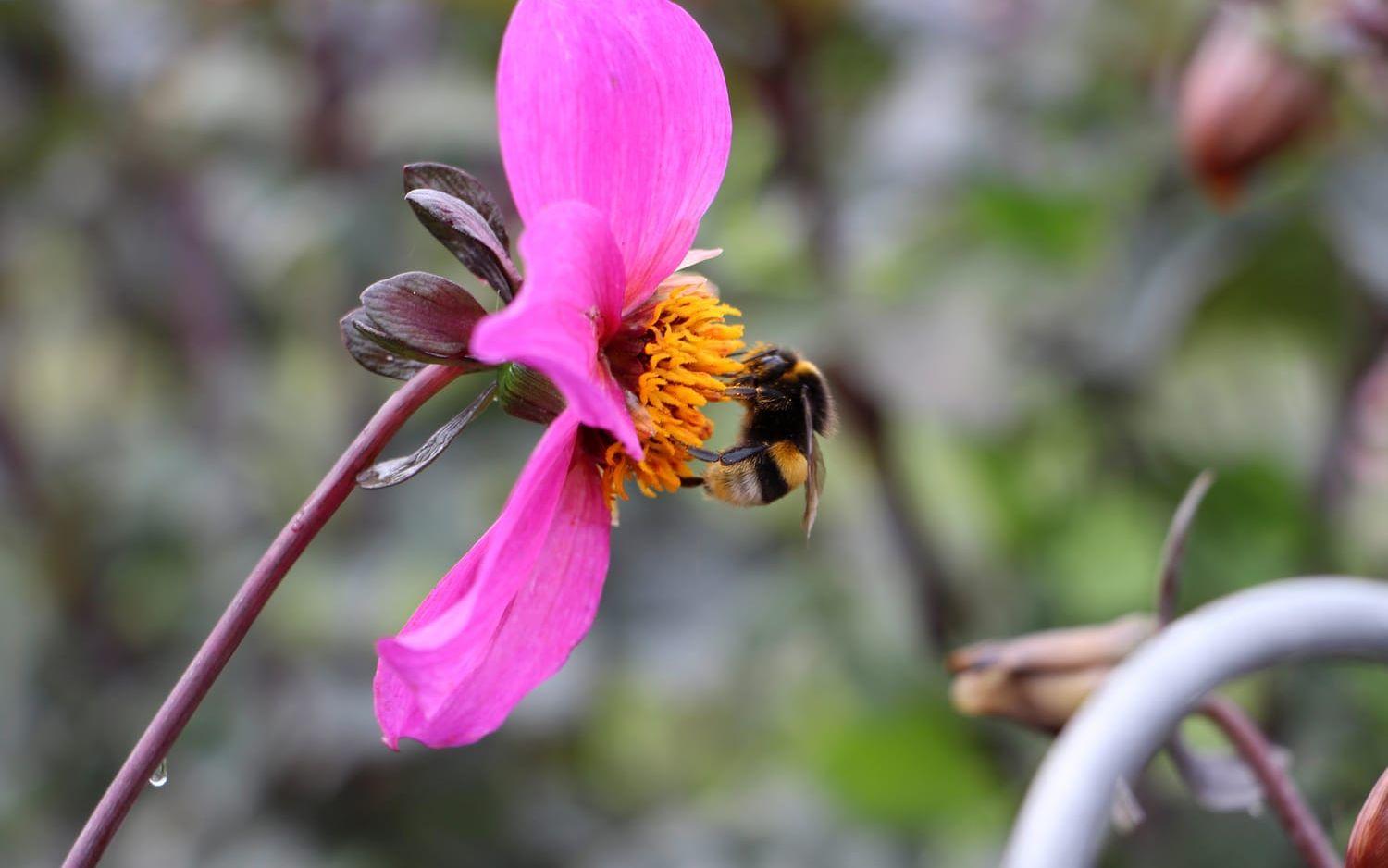Humlor, fjärilar och bin gillar enkla blommor med mycket pollen. Foto: Gunnel Carlson