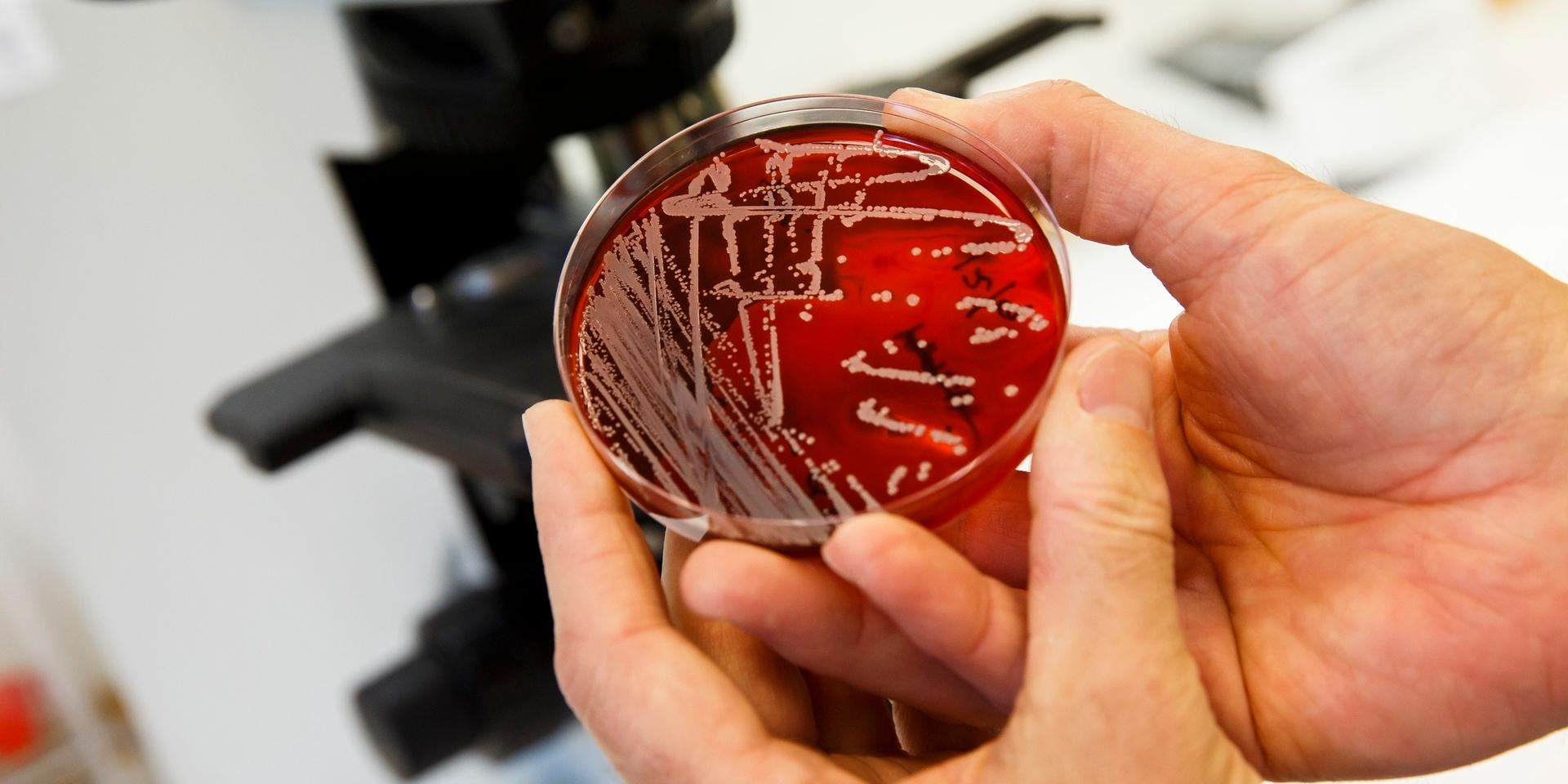 Multiresistenta bakterier är ett av de största hoten mot mänsklighetens hälsa.