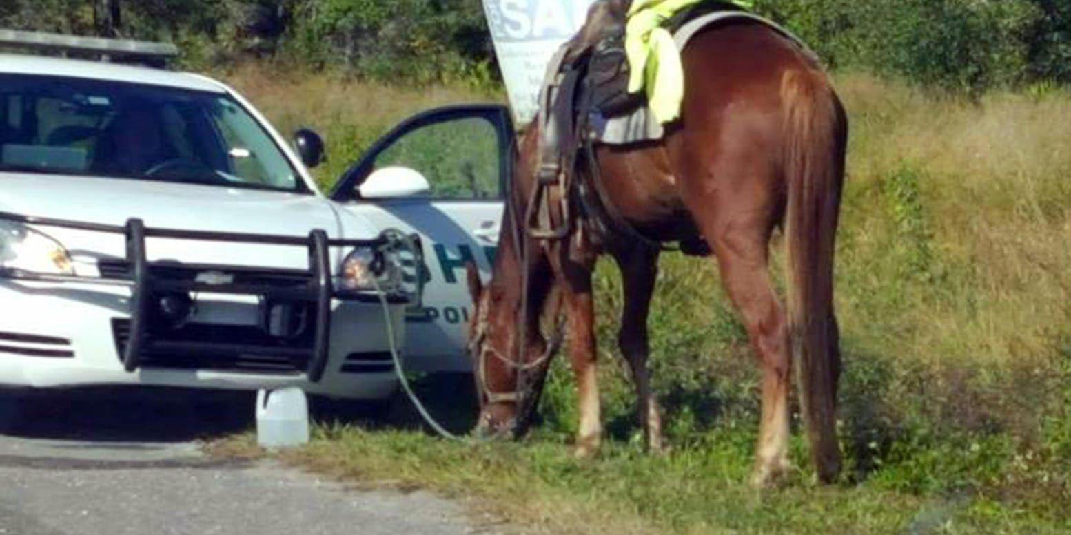 Hästen knöts fast vid en polisbil medan polisen tog hand om kvinnan.