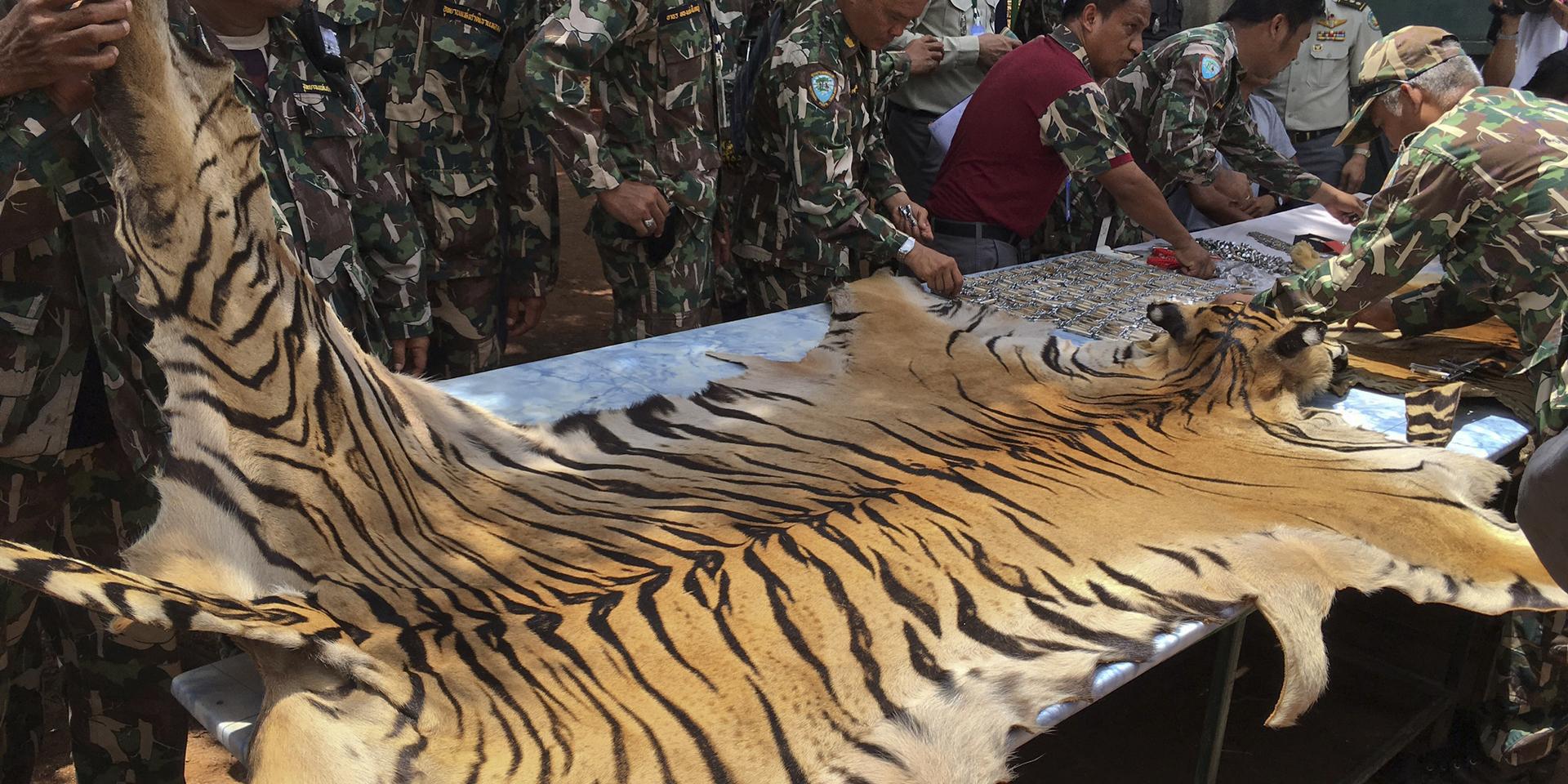 Anställda i en thailändsk nationalpark undersöker ett beslagtaget tigerskinn. Arkivbild.