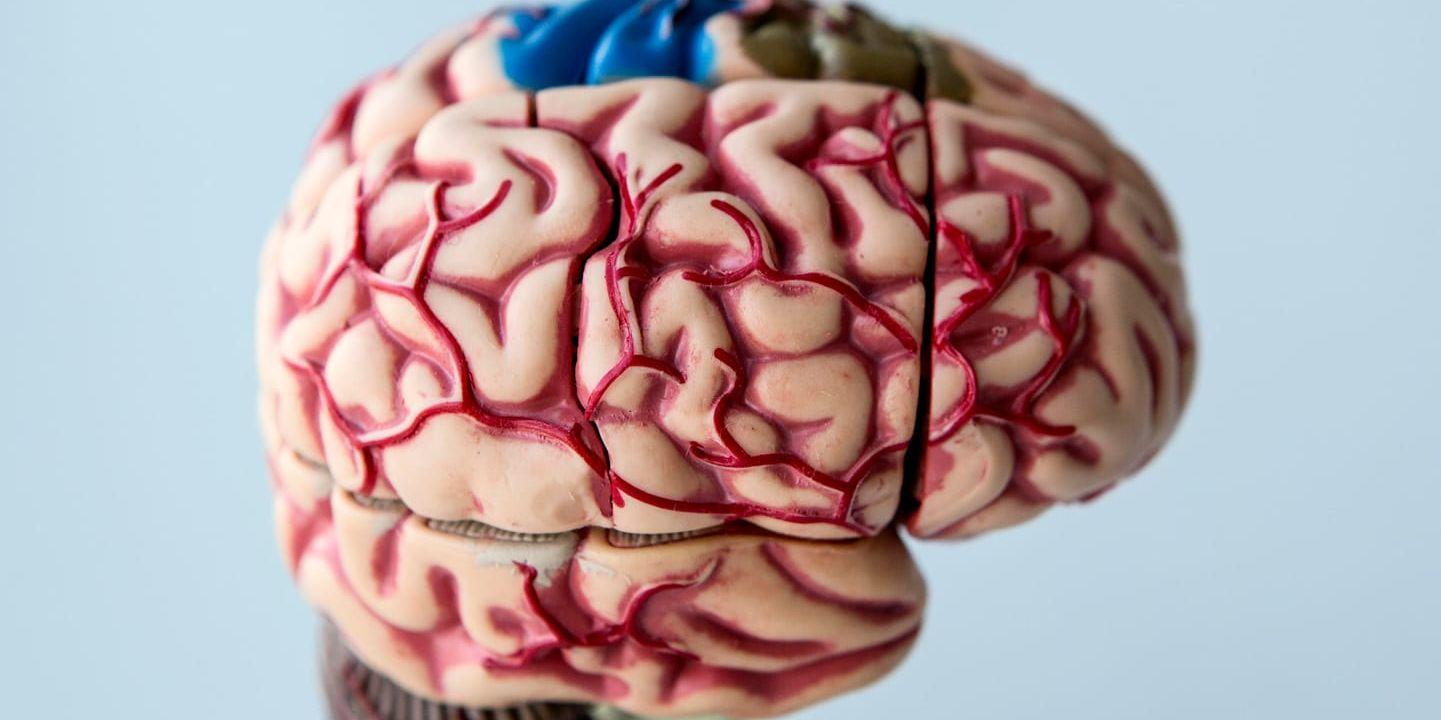 Forskare vid karolinska institutet har kartlagt hjärnceller bakom aggressioner. Arkivbild.