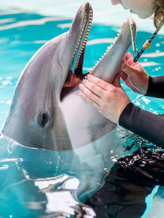 Delfinariet på Kolmården med sina shower har länge varit kritiserat. Flera delfinarium i Europa har sedan tidigare stängt. 