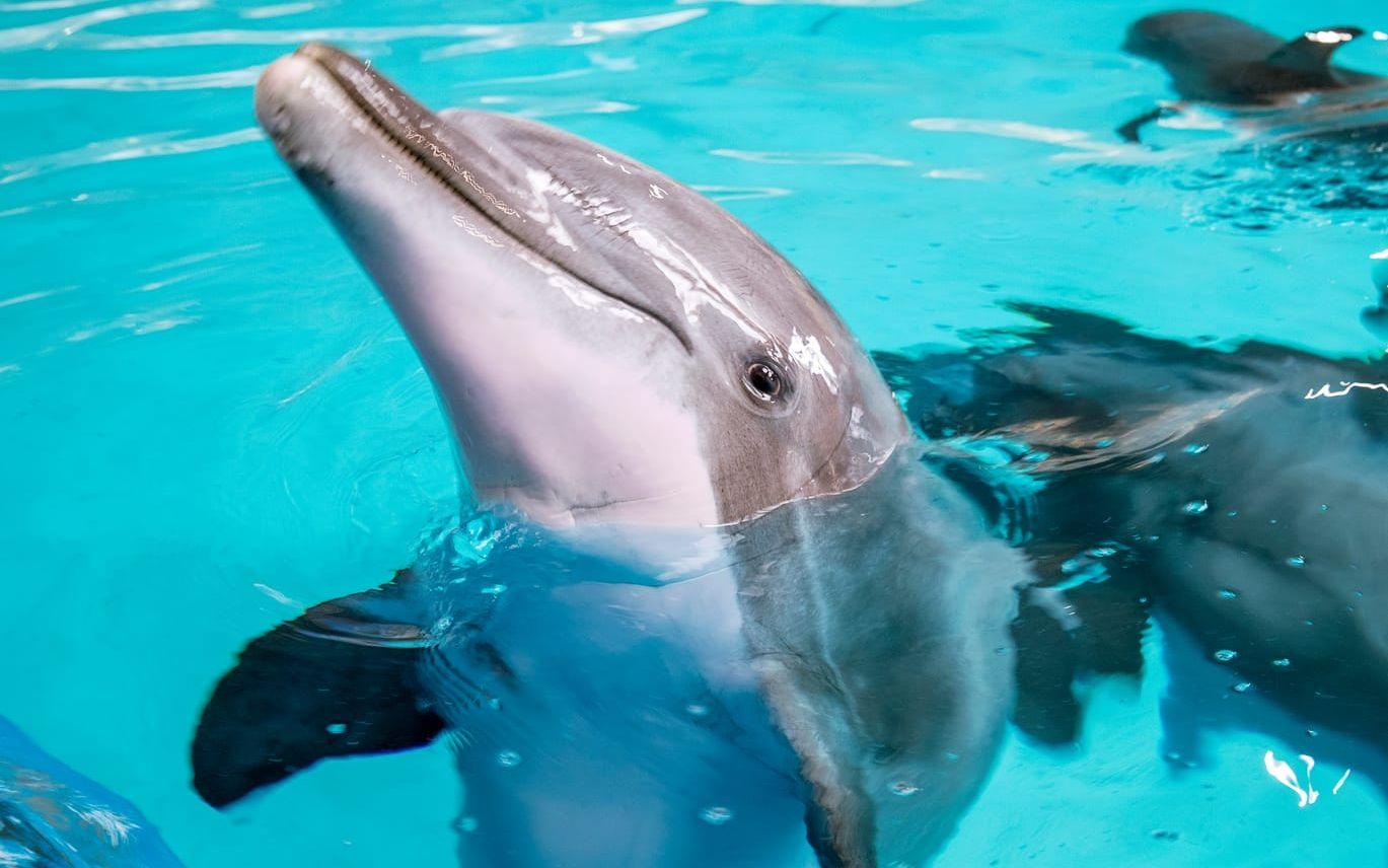 Kolmårdens djurpark i Norrköping kommer försöka hitta nya hem till sina delfiner men det kan ta upp till år. Så länge har man öppet delfinariet. 