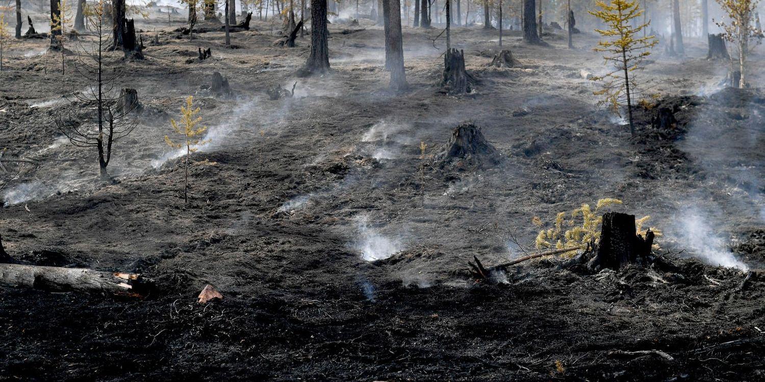 Brandhärjad skog på Älvdalens skjutfält vid Trängslet i Dalarna. Sannolikt har flera brandanpassade insekter redan anlänt på platsen.