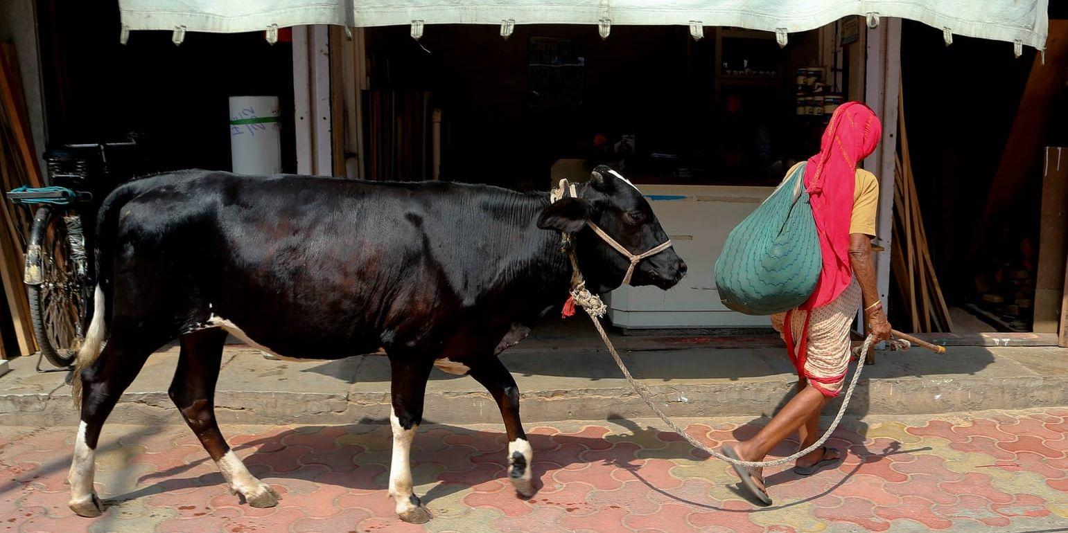 Indiens premiärminister Narendra Modi fördömer mord på människor för att skydda kor. Arkivbild.