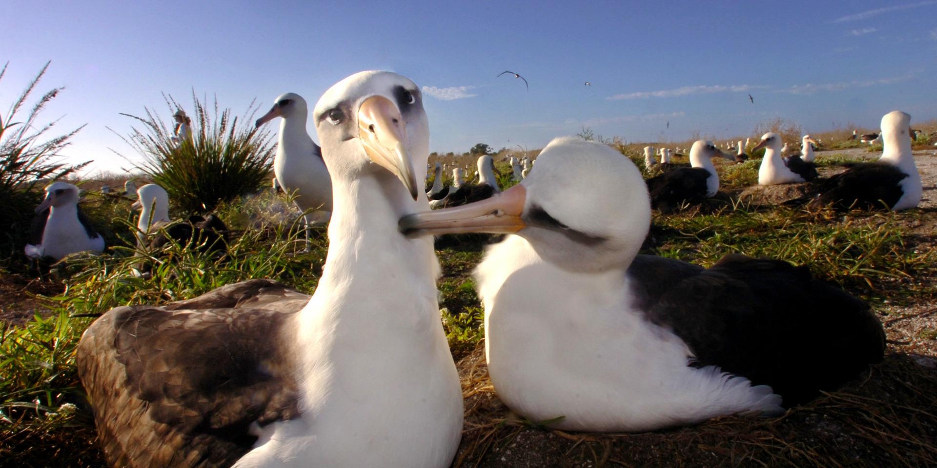 Två albatrosser av arten laysan, som likt den svartbrynade arten också lever monogamt. Arkivbild.