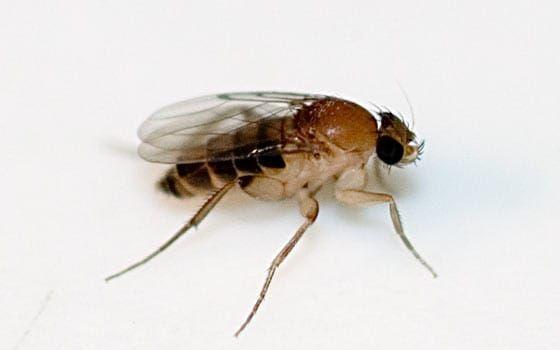 "Kistflugan" Megaselia scalaris är en obehaglig art som fått sitt namn eftersom den ofta påträffas i likkistor en bra bit under marken. Bild: Wikimedia Commons