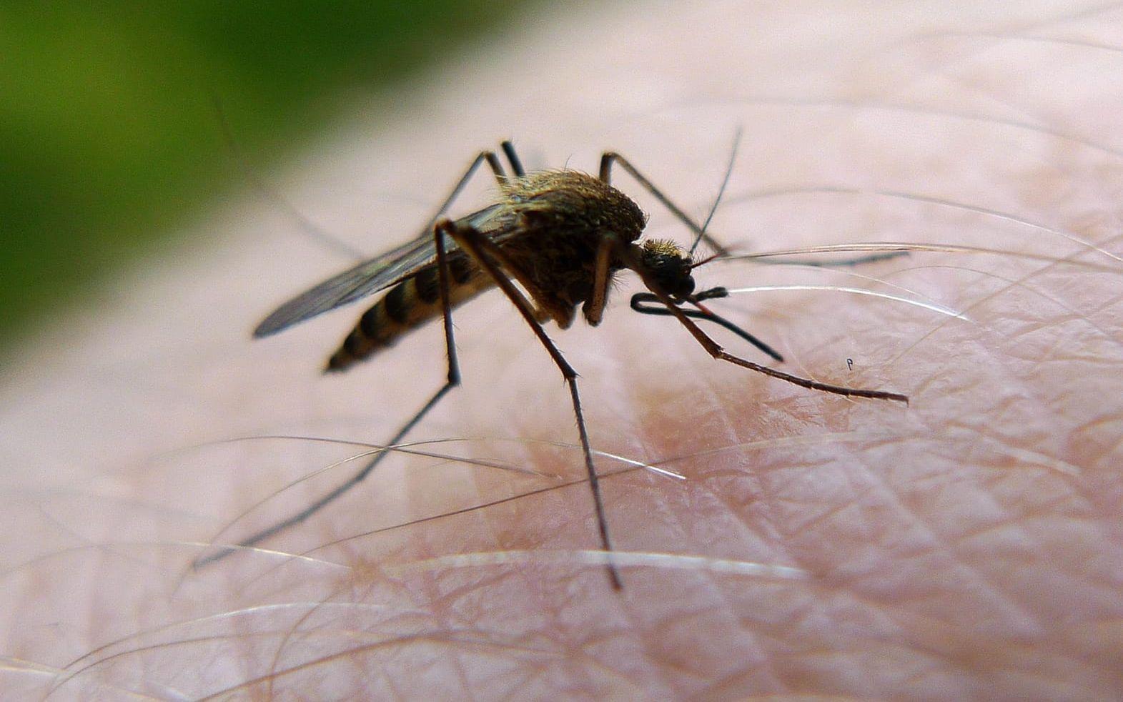 Flera arter av myggor och knott kan förstöra sommarkvällarna i värmen. Bild: Johan Nilsson TT