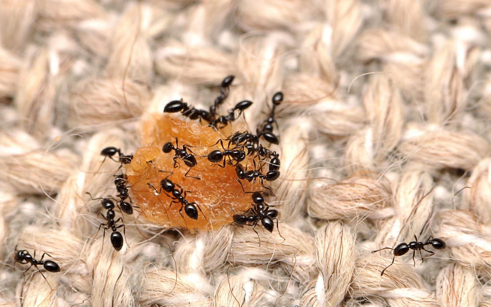 Myror är lika obehagliga vare sig du springer på den inomhus. Bild: Matt Bertone TT