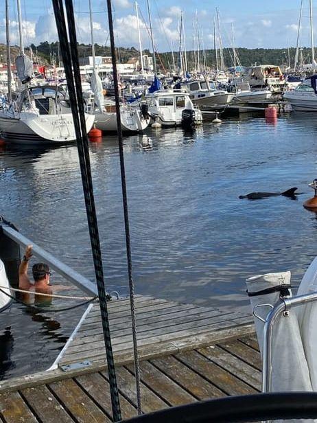 Niclas såg delfin i Strömstad hamn 2024 | Göteborgs-Posten