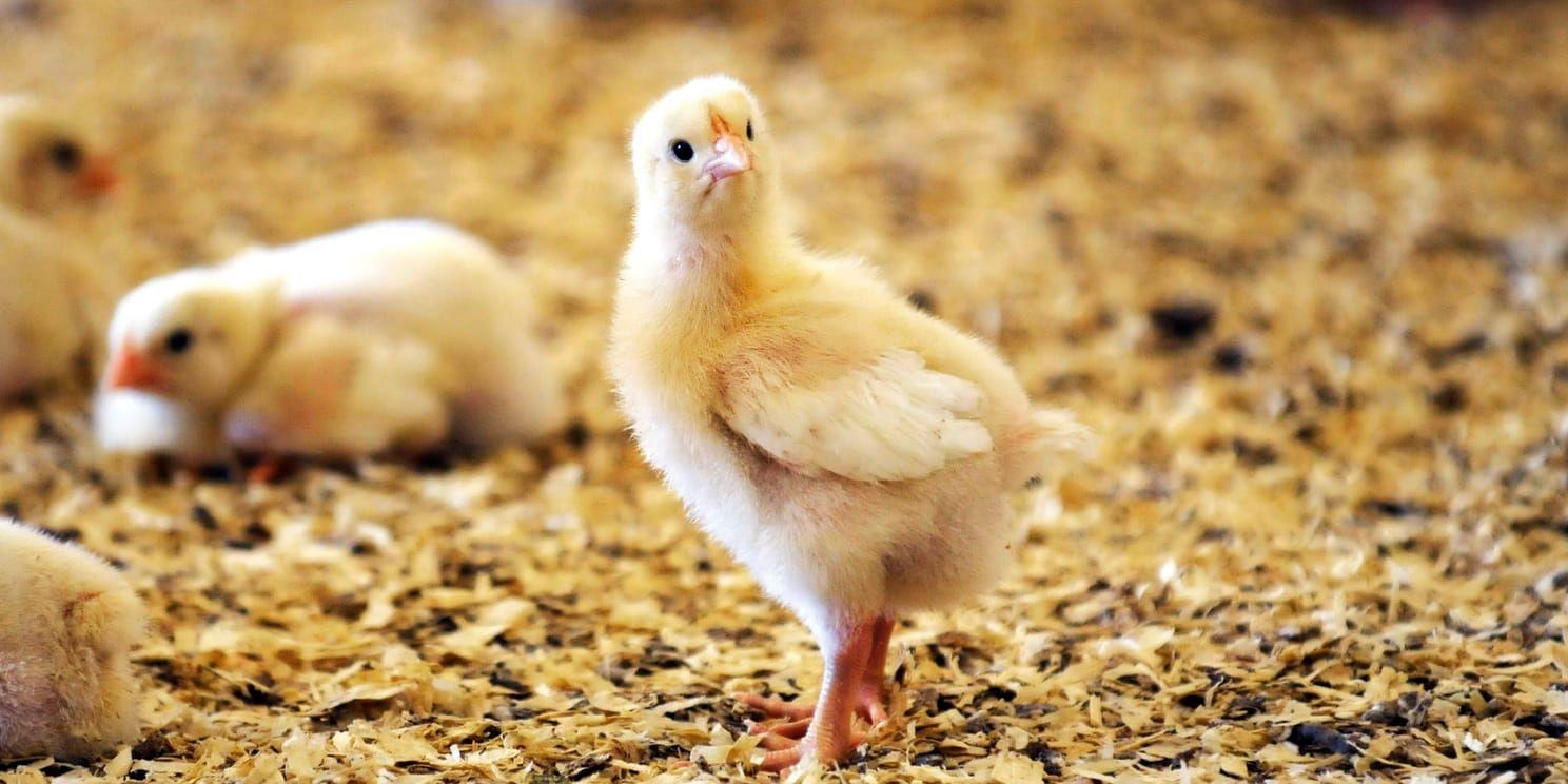WWF har i sin köttguide granskat matvaror, däribland svensk kyckling, utifrån kriterier om biologisk mångfald, klimat, kemiska bekämpningsmedel, djurvälfärd och antibiotika. Arkivbild.