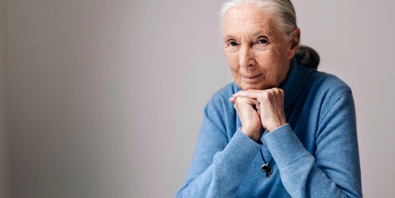 Schimpansforskaren Jane Goodall har hunnit bli 84 år. Hon fortsätter att kämpa för de vilda djuren på jorden.