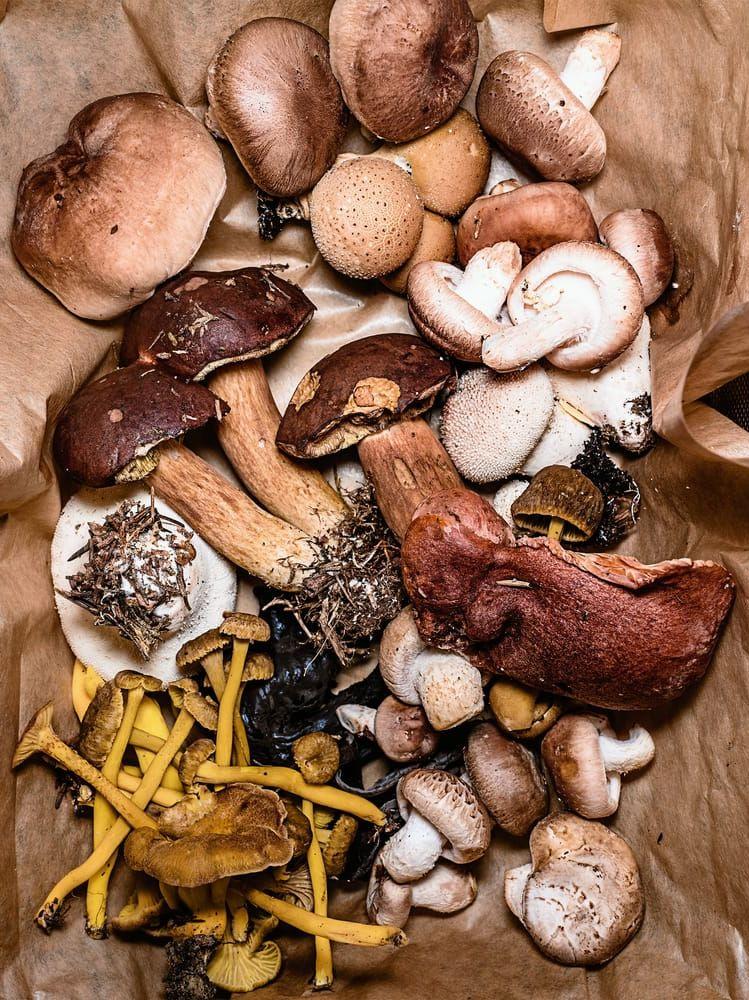 ”Utöver det njutbara i själva plockandet och ätandet är svampar outsinligt intressanta och mystiska” inleder Niki Sjölund sin bok.