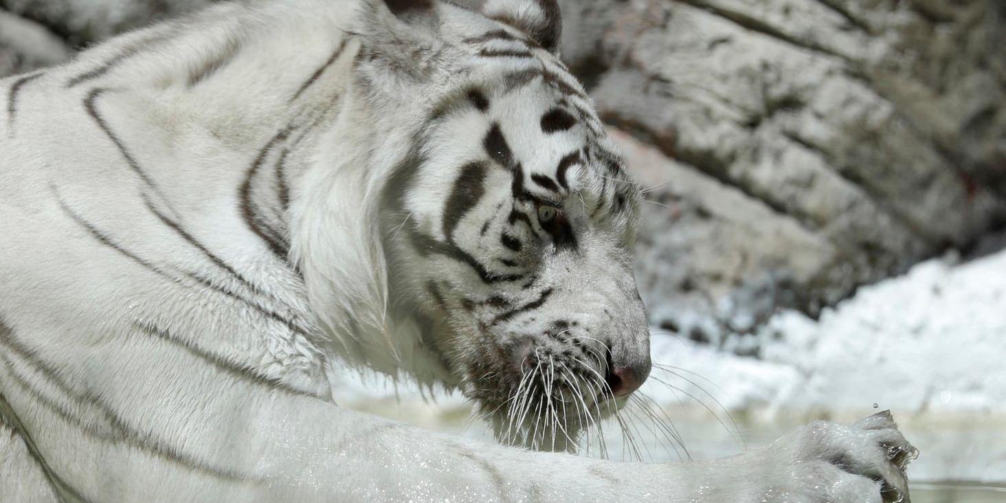 Vita tigrar har räddats från en privatperson i Texas som saknade tillstånd. Arkivbild.