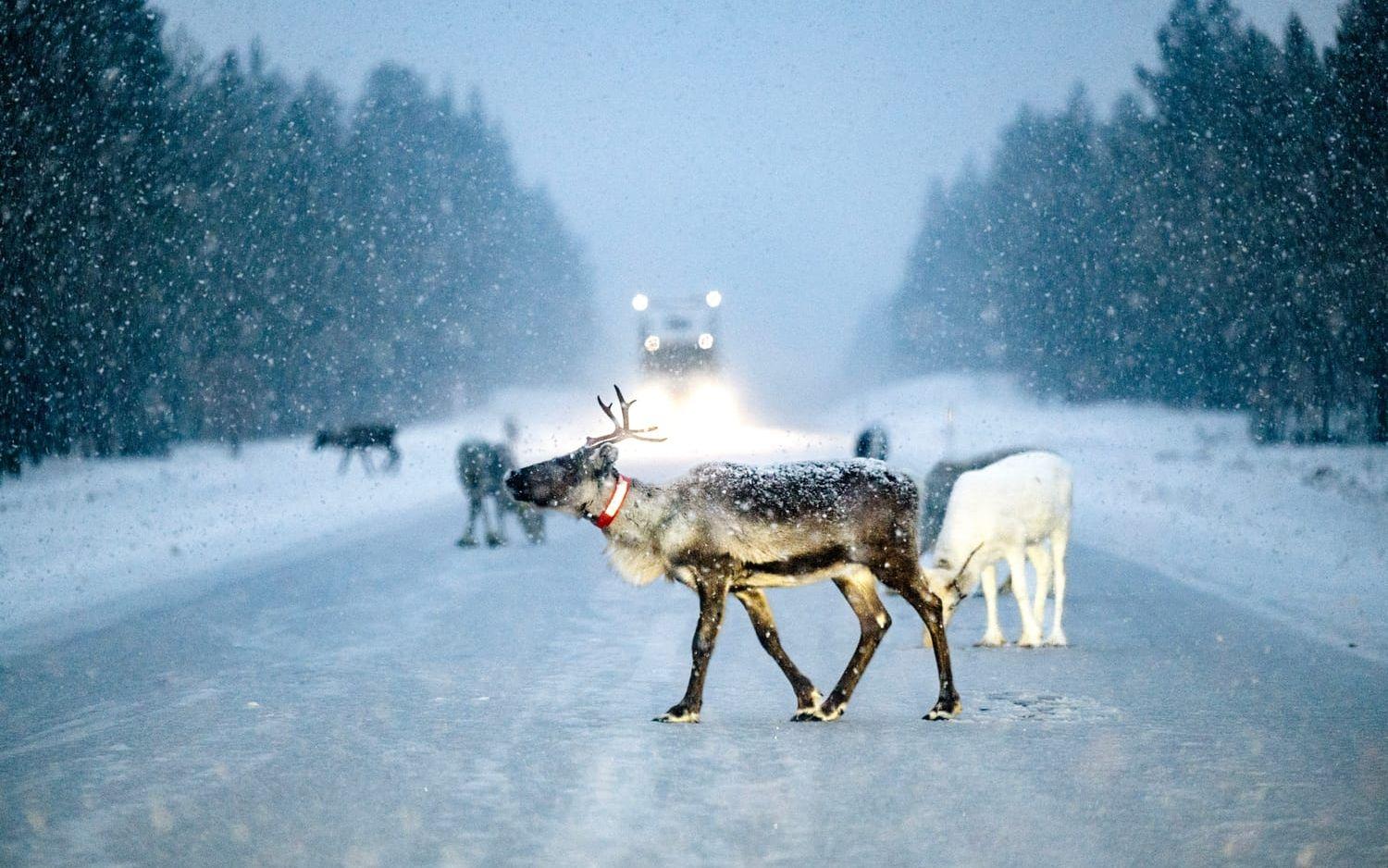 Renar på vägen, söder om Åsarna i Jämtland. Arkivbild