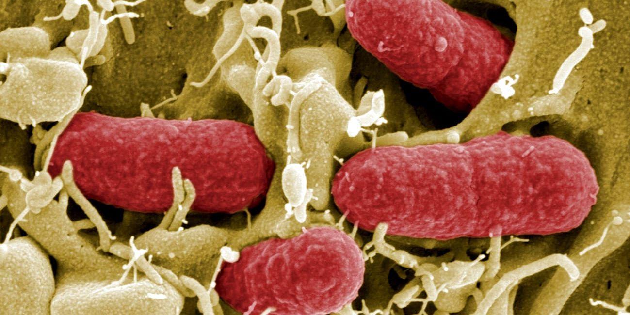 Minst 85 personer har insjuknat i magsjuka orsakad av ehec-bakterier. Arkivbild.