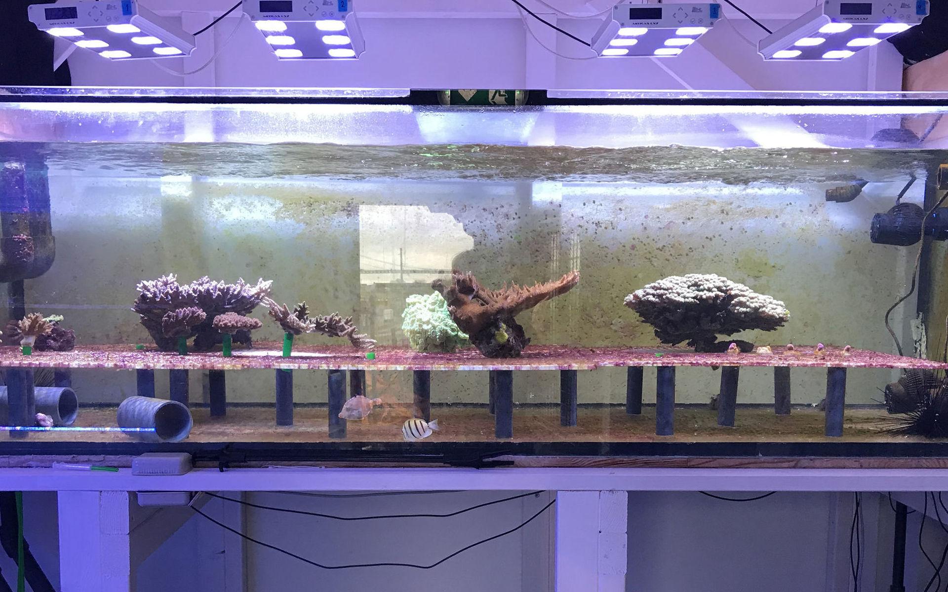 Kanske inte den mest romantiska miljön enligt oss människor. Men här i ett experimentakvarium har flera koraller placerats för att förhoppningsvis para sig.