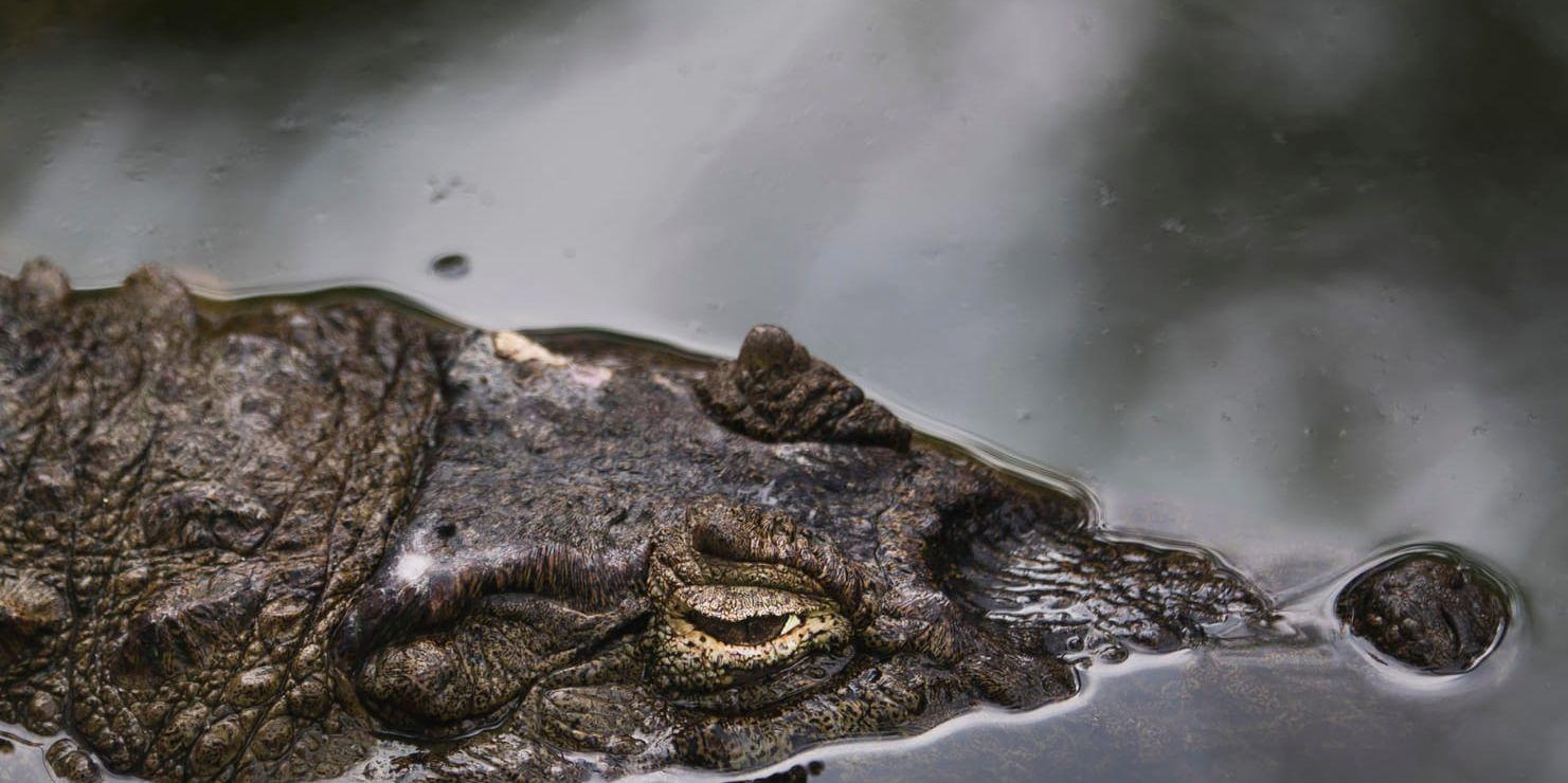 Flera dödliga krokodilattacker har ägt rum i Indonesien under de senaste åren. Arkivbild.